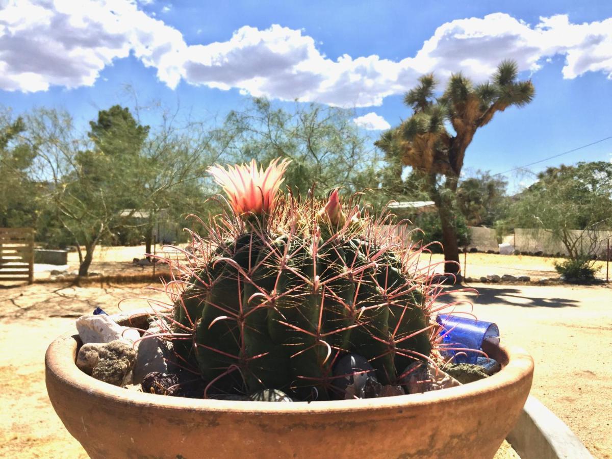 Popular Homestead! Location, Stargaze, Views! Joshua Tree Esterno foto