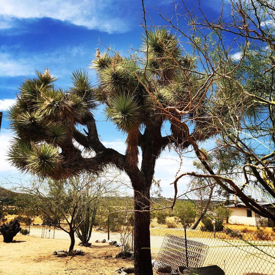 Popular Homestead! Location, Stargaze, Views! Joshua Tree Esterno foto